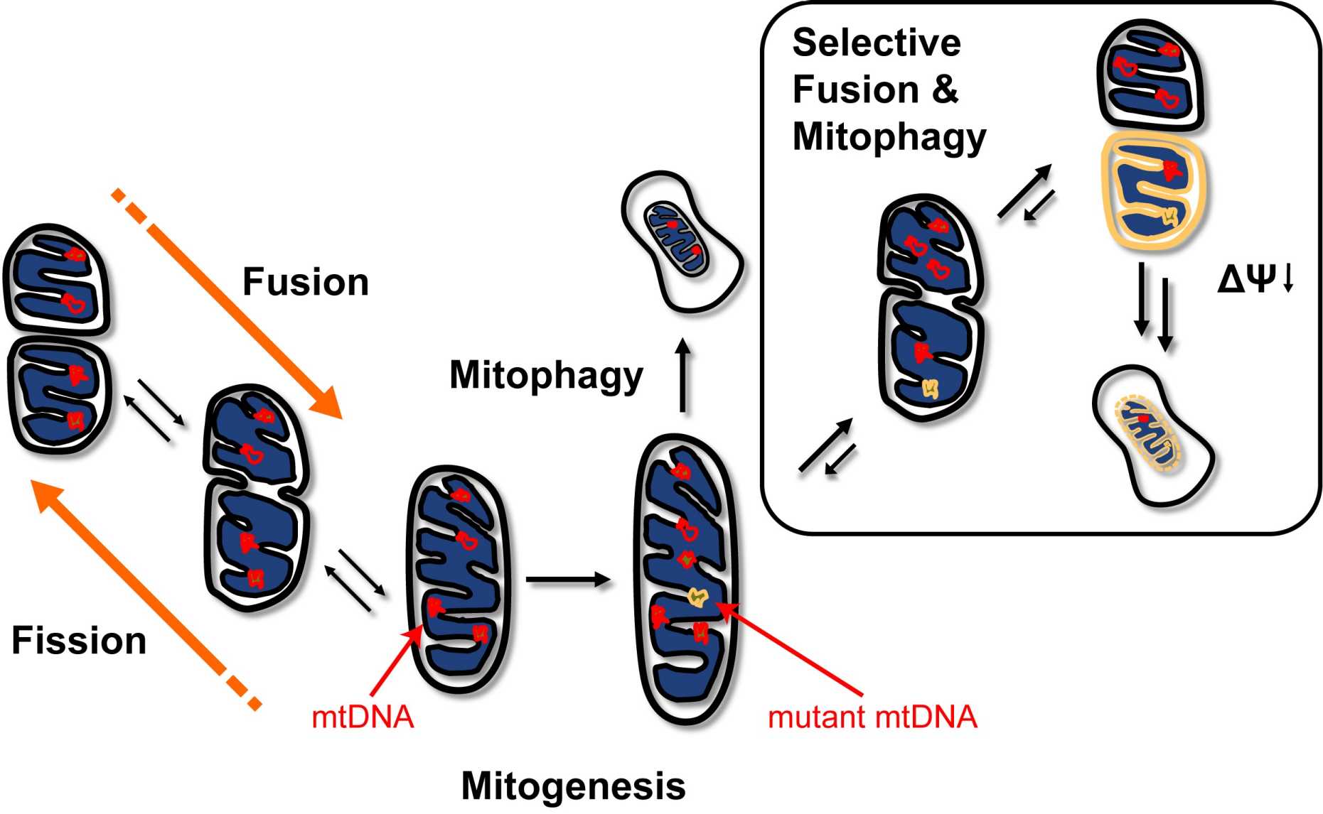 Mitochondrial Dynamics and mtDNA Integrity – Chemical and Biological ...